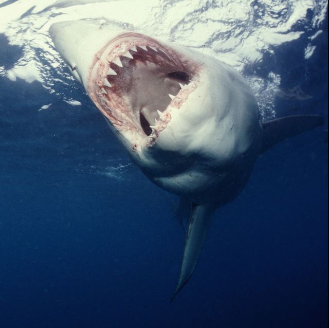 Great White Shark, Carcharodon carcharias, showing teeth off coast of Gansbaai