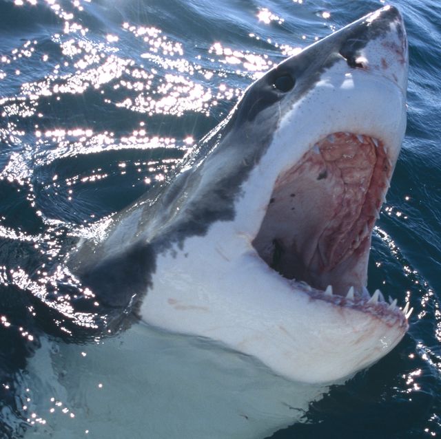 great white shark, carcharodon carcharias, swims just below water surface