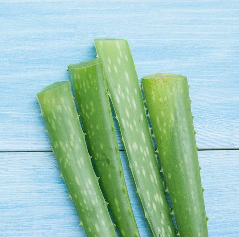 green aloe vera on a blue wooden table