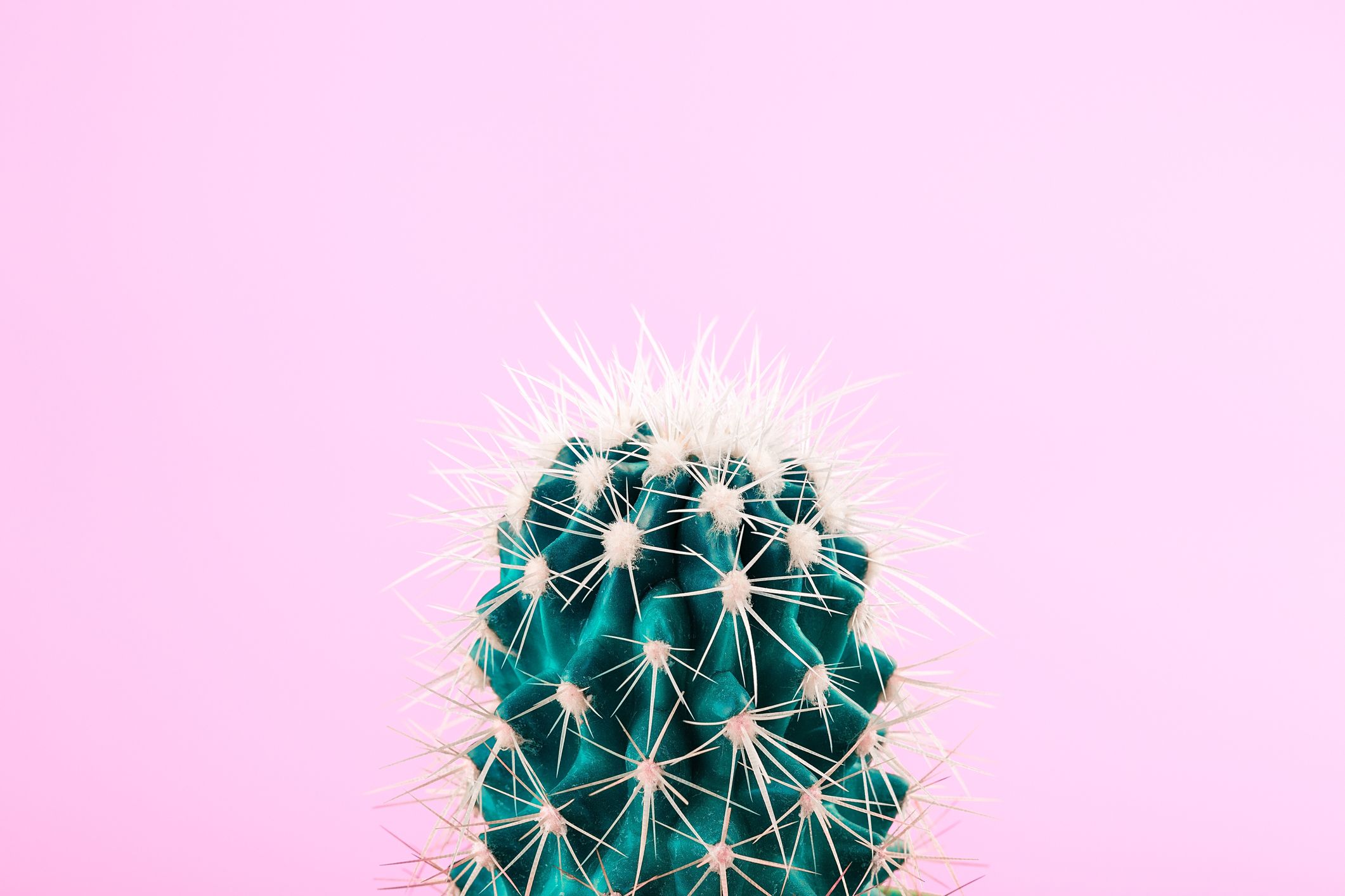 What Is Cactus Water Does Cactus Water Have Any Health Benefits