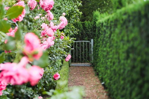 green fir tree hedges, a metallic garden gate and pink roses