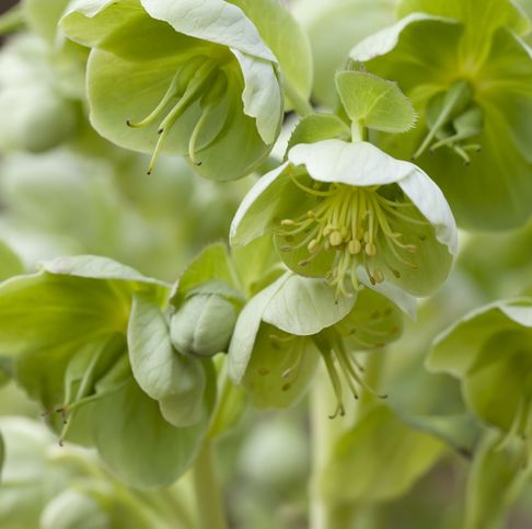 a cluster of light green Hellebore flowers