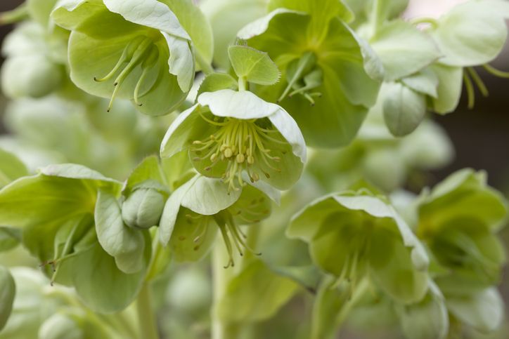 green petal flowers