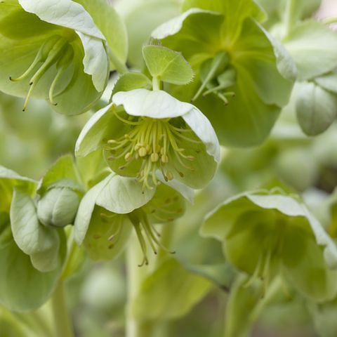 a cluster of light-green hellebore blooms, also known as Lenten roses