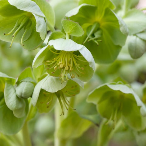 a cluster of light-green hellebore blooms, also known as Lenten roses