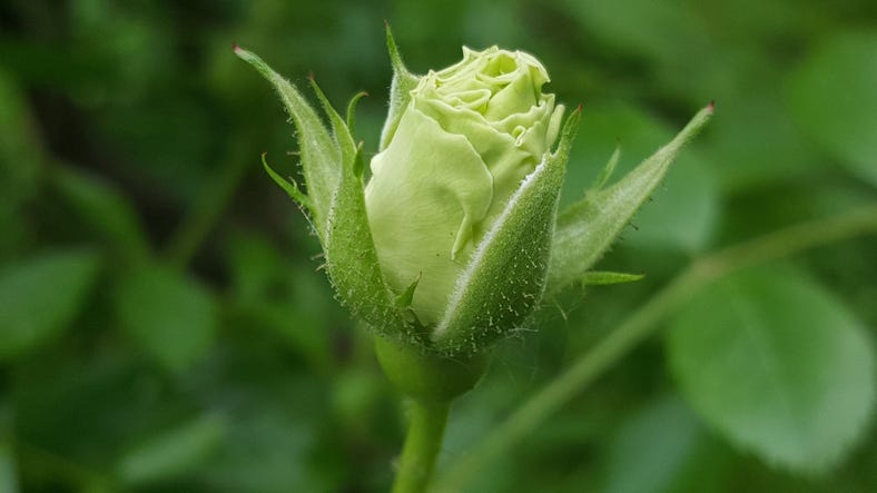 most beautiful images of green roses