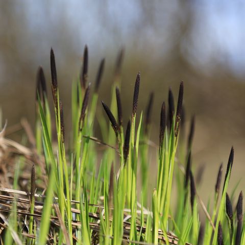 Green grass with black ends