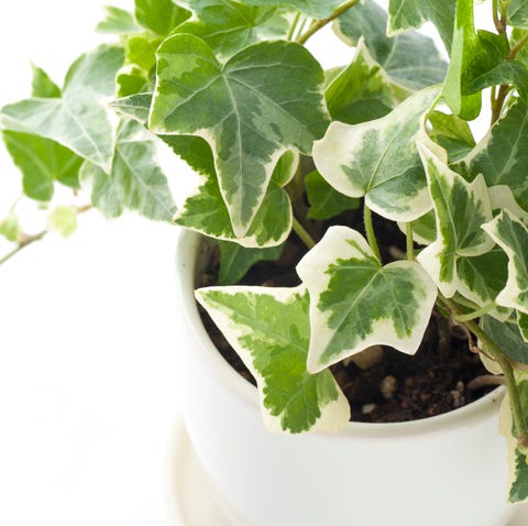 green ivy   indoor hanging plant