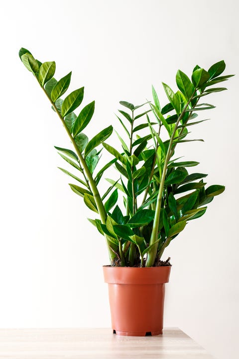 13 Best Kitchen Plants Houseplants To Grow In Your Kitchen