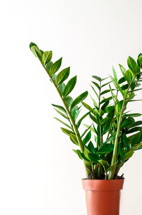 15 Oversized House Plants - Best Tall House Plants to Buy Online