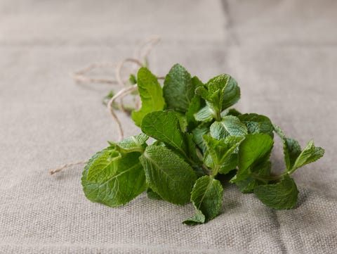 Green mint twigs on the natural linen fabric background