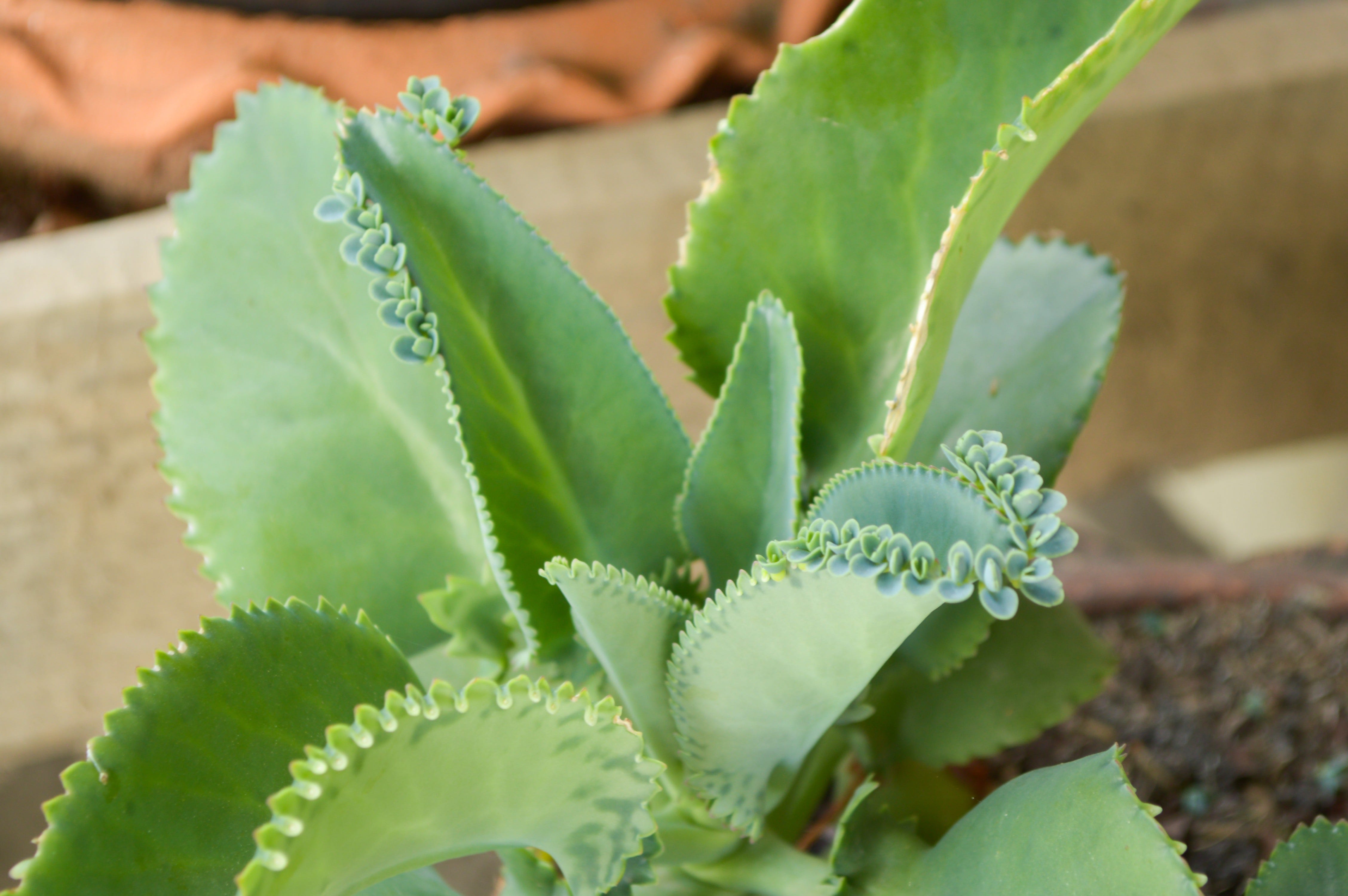 green Mother of Thousands tree