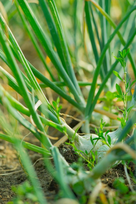 spring onion plants growing