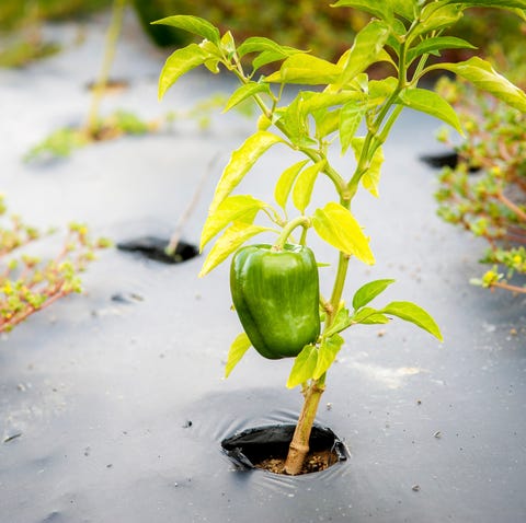 green pepper plant growing through a hole in black plastic mulch