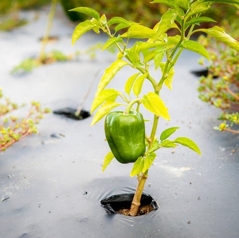 How to Use Mulches to control Weeds on your Garden