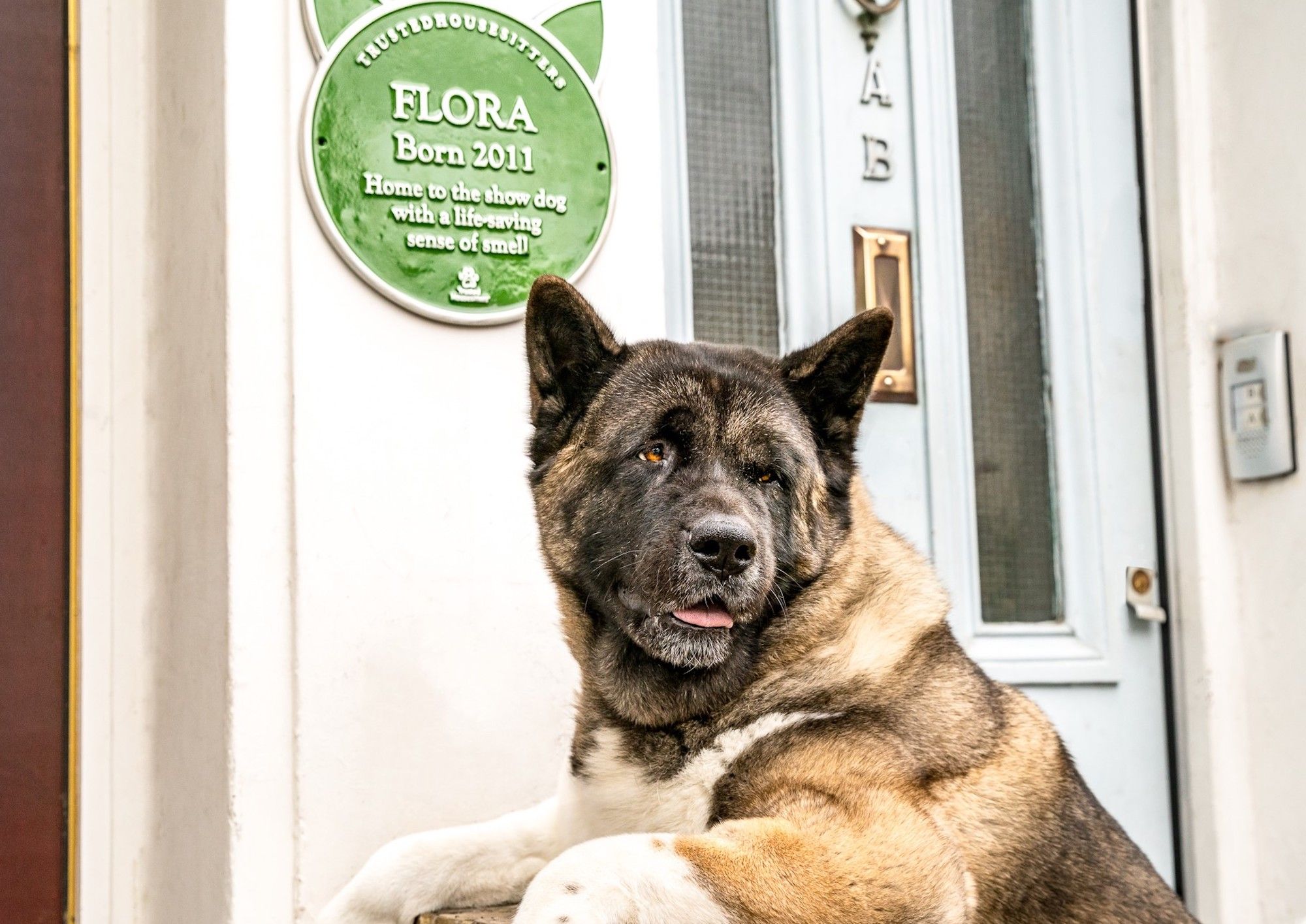 Green Pet Plaques Installed On Homes To Honour The Uk S Most Amazing Green Pet Plaques Installed On Homes To Honour The Uk S Most Amazing Pets