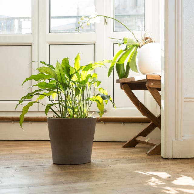 Where To Plants Online Order Where To Plants Online Order