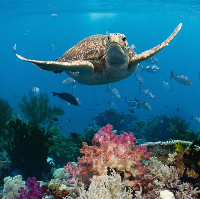 なぜサンゴ礁を、マングローブの森を守る必要があるのか？　パンデミック阻止の鍵はsdgsの達成！