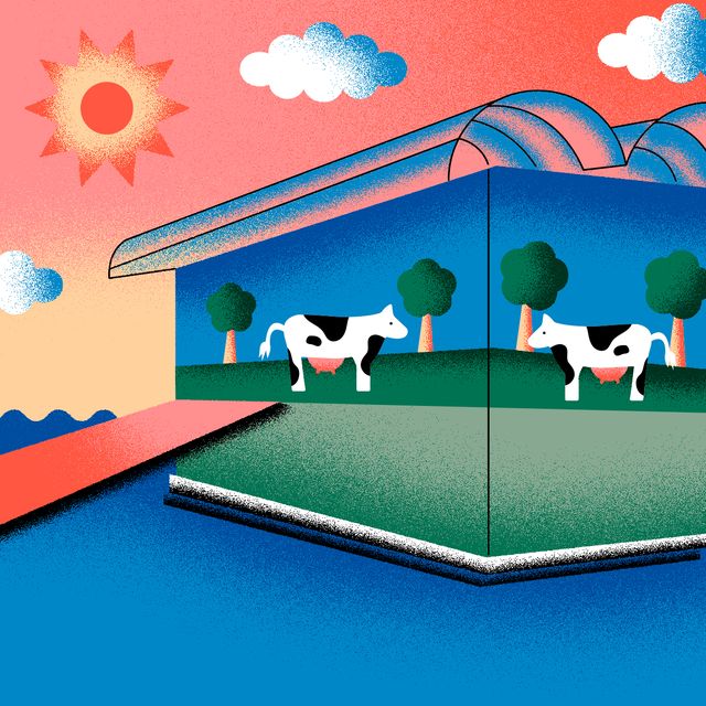 illustration of cows