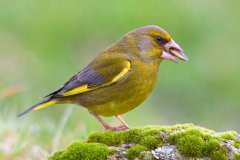 Greenfinch with seed in its beak, Portugal