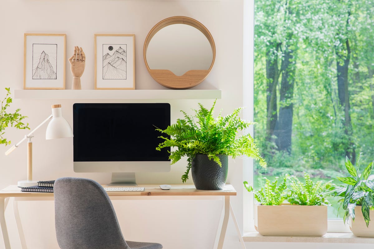 12 Best Plants for the Office - Low Light Plants for Office Desk