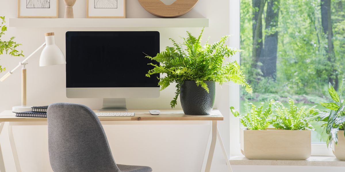 Low Light Plants For Office Desk, Diy Home Office Desks For Two Persons India