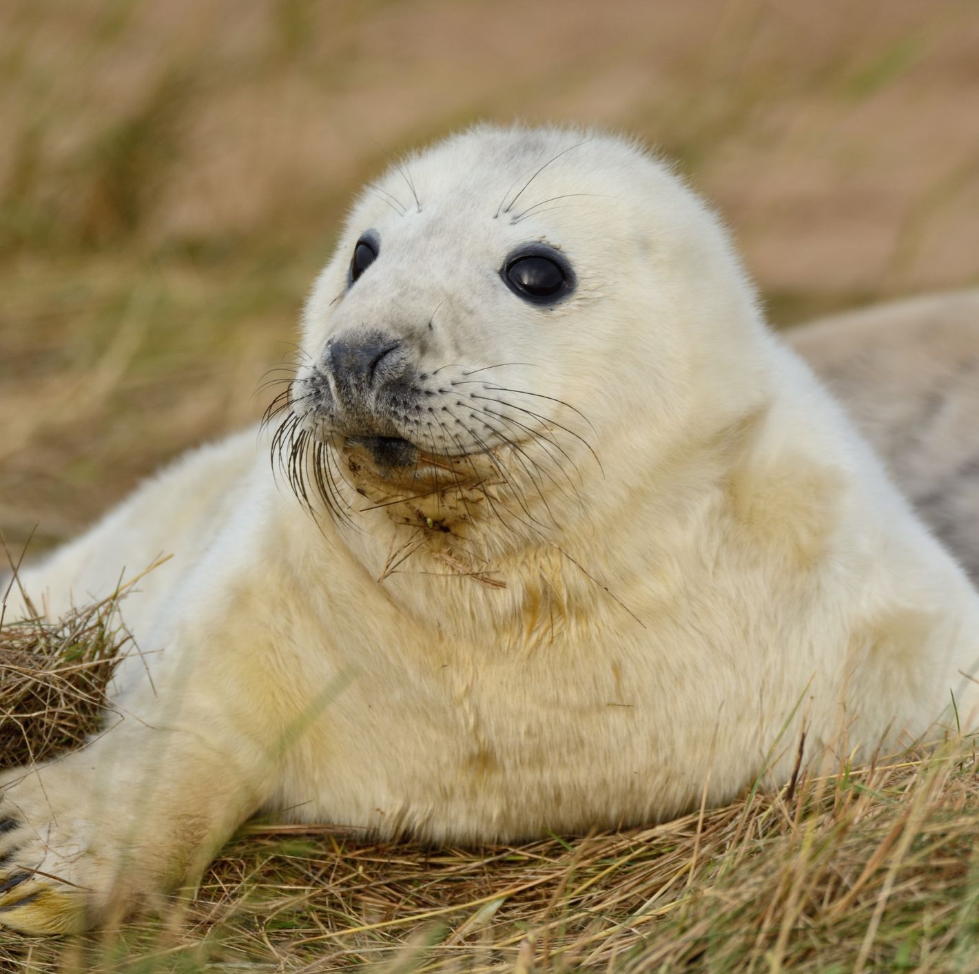 when can you see seal puppies norfolk
