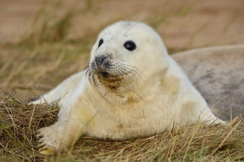 Record Number Grey Seals Been Born This Year Blakeney Point