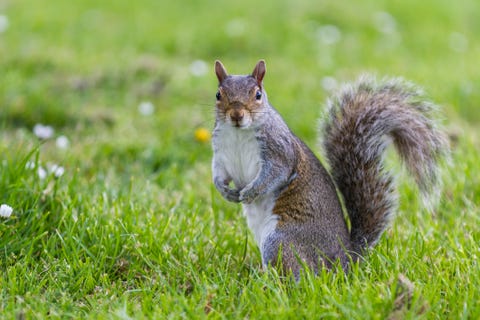 grey squirrel on grass