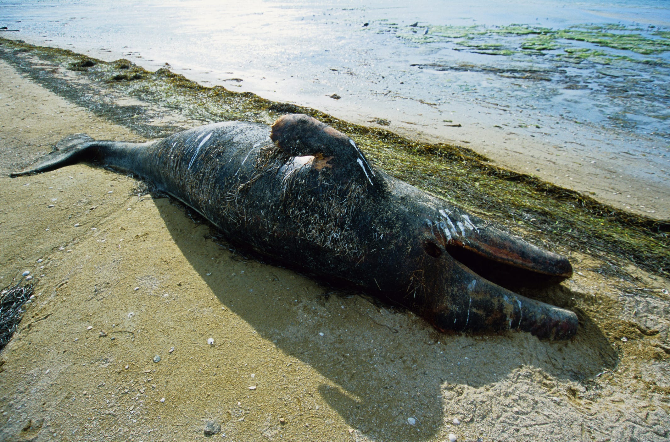 Whales Are Mysteriously Dying in New Jersey. No, It's Not Because of Wind Turbines.