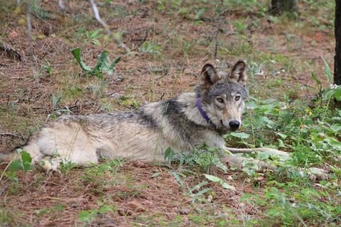 the gray wolf or 93, shown near yosemite national park in february, traveled from oregon to southern california in search of territory and female mates, or 93 was struck and killed in a vehicle crash this month near interstate 5 in lebec in kern county