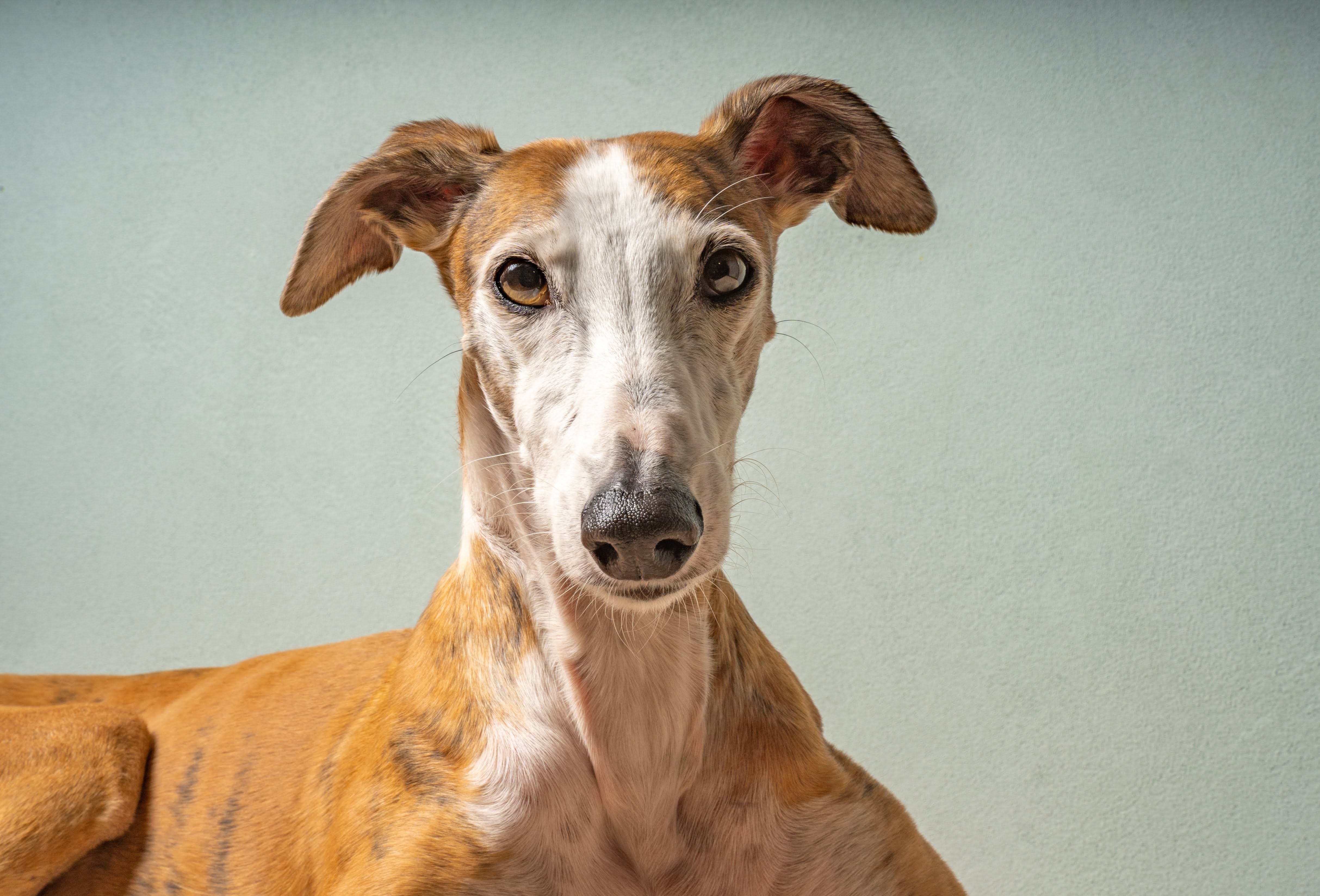 will greyhounds become extinct