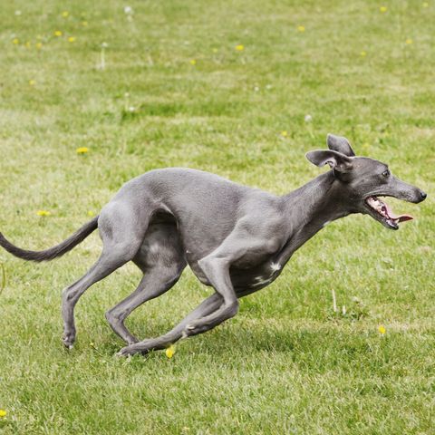 greyhound fastest dogs