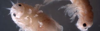 gribble close up cute