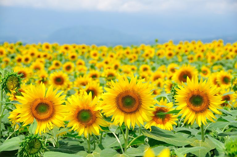 25 Best Sunflower Fields Near Me - The Best Sunflower ...
