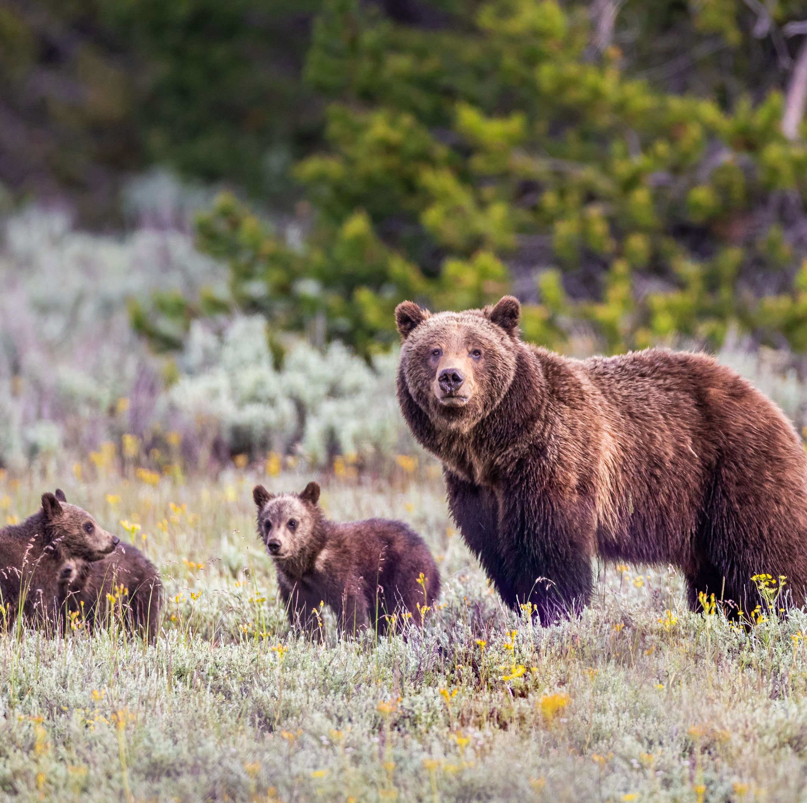 Grizzly Bears Went Extinct in California 100 Years Ago. Scientists Say They Could Soon Return.