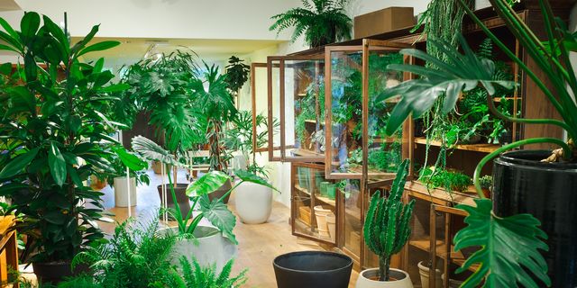 risico deelnemer hebben Plantenwinkel in Amsterdam: GROEN van Rick van het Meer