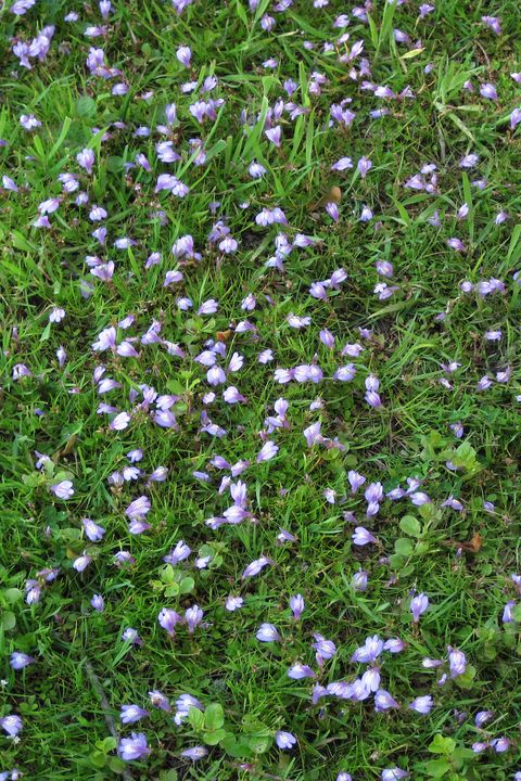 22 Best Ground Cover Plants Low, What Ground Cover Has Purple Flowers