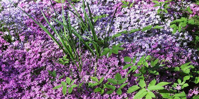 22 Best Ground Cover Plants Low, Pink And White Ground Cover Plants