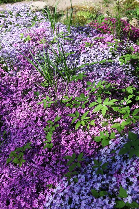 22 Best Ground Cover Plants Low, Small Pink Ground Cover Plants Full Sun Low Maintenance Perennials