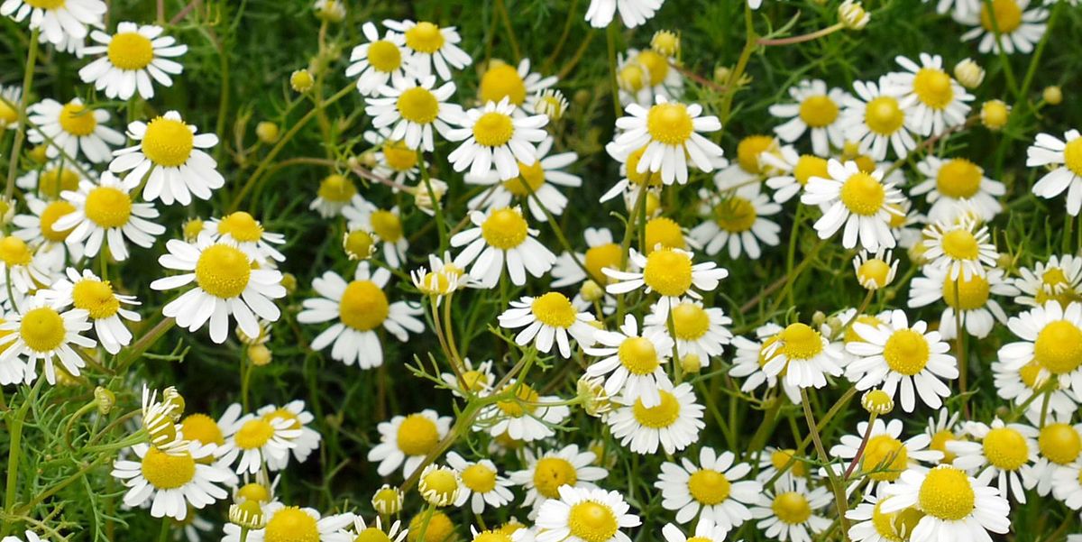 16 Best Ground Cover Flowers and Plants - Low Growing Perennial Flowers