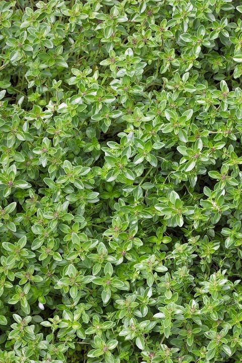 22 Best Ground Cover Plants Low, Slow Growing Ground Cover