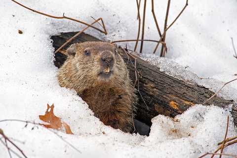 Groundhog, Groundhog day, Gopher, Beaver, Muskrat, Marmot, Terrestrial animal, Snow, Snout, Rodent, 