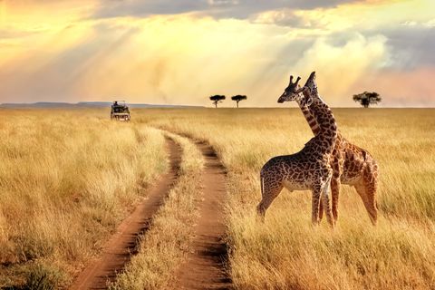How ethical are safaris really?