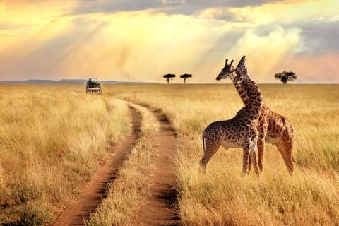 How ethical are safaris really? How ethical are safaris really?