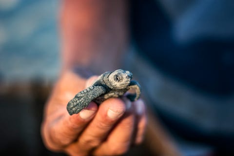 Group of Loggerhead sea turtle (Caguama)