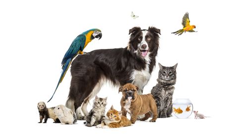 groep huisdieren rondom border collie, papegaai, kat, bulldog, goudvis, konijn, fret, bunzing
