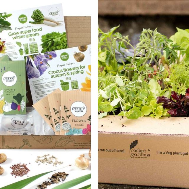grow kits  top 10 readytogrow kits for plants and seeds