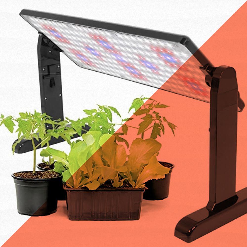 10 Best Grow Lights to Help Indoor Plants Thrive