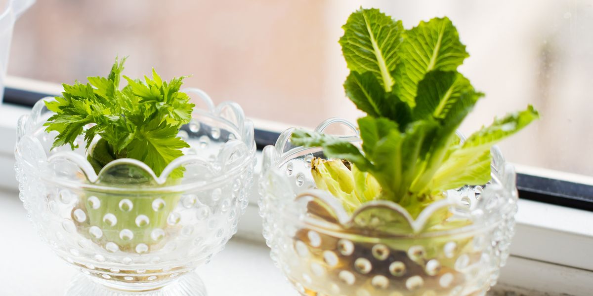 7 vegetables you can easily regrow indoors using kitchen scraps